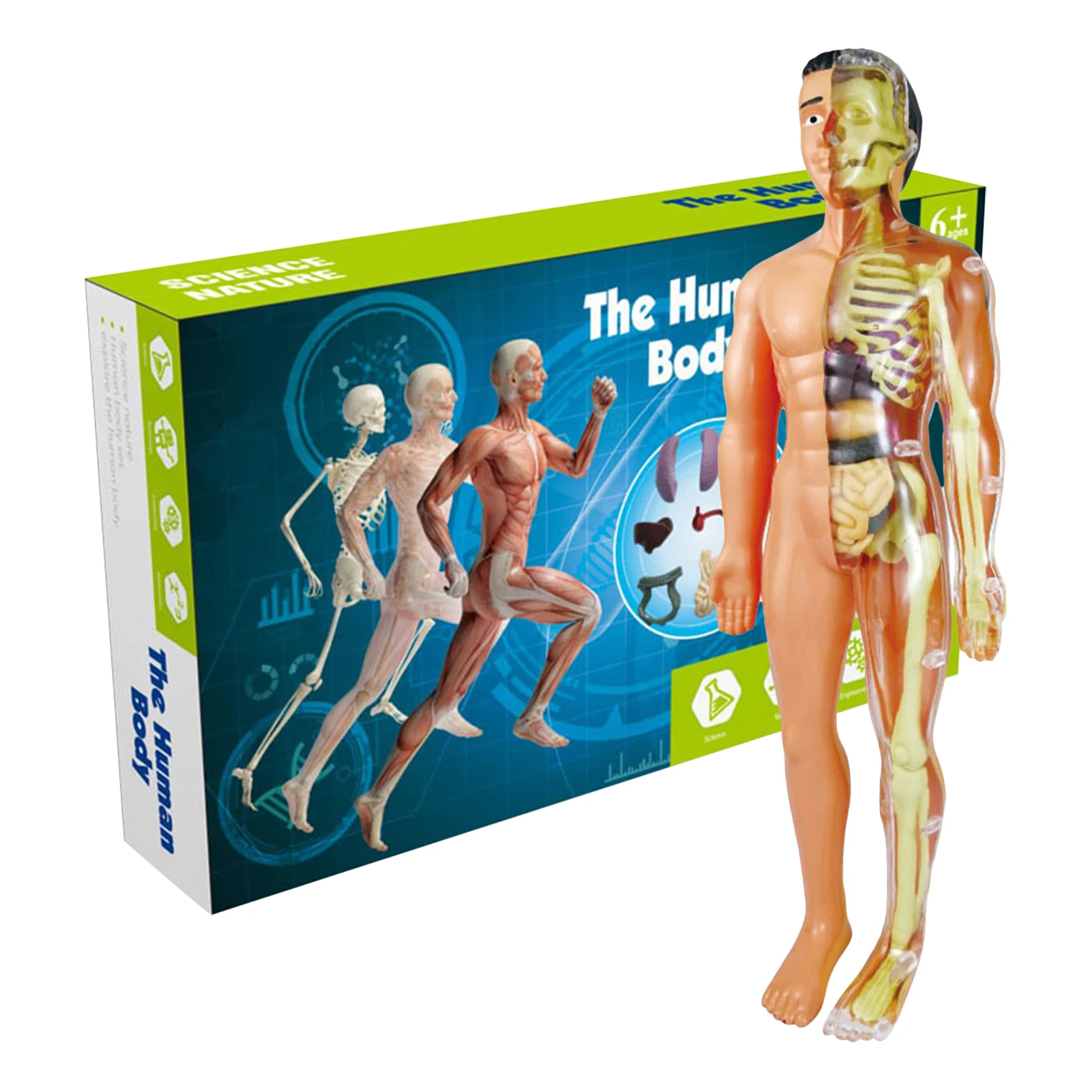 A Modellnek A Gyerekek Emberi Torzó Anatómiai Modell Cserélhető Emberi Test Modell Orvostanhallgató Oktatási Tudomány, Tanulás